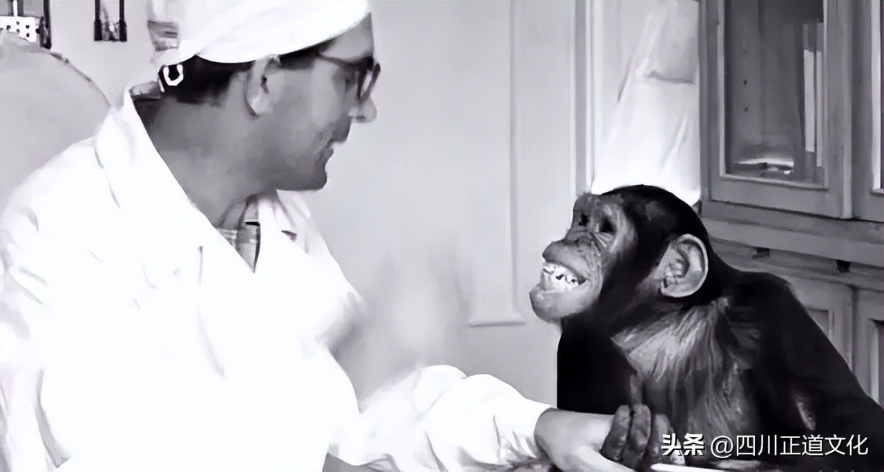 苏联人猿实验出来的毛孩,苏联人猿实验最后的女性都怎么了