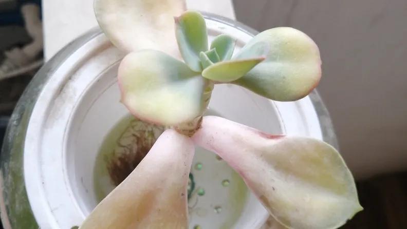 夏季阳台上高温闷热养多肉怎么办,高温高湿来临多肉怎么养护