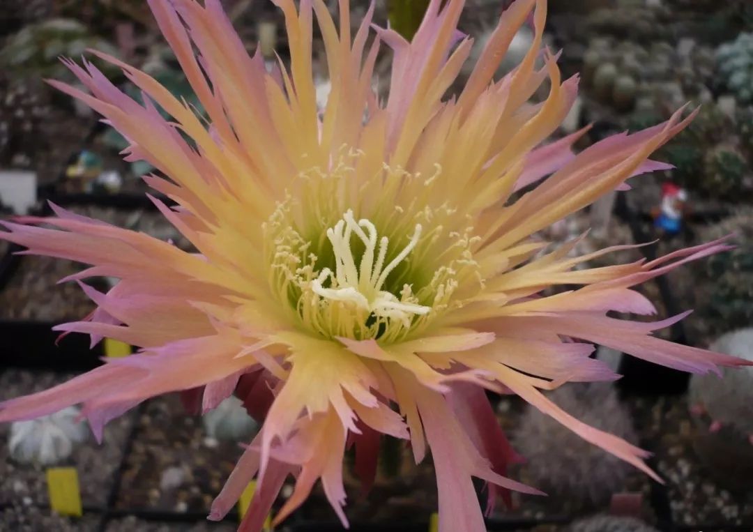 200种·仙人球开花图鉴，大开眼界，美到爆