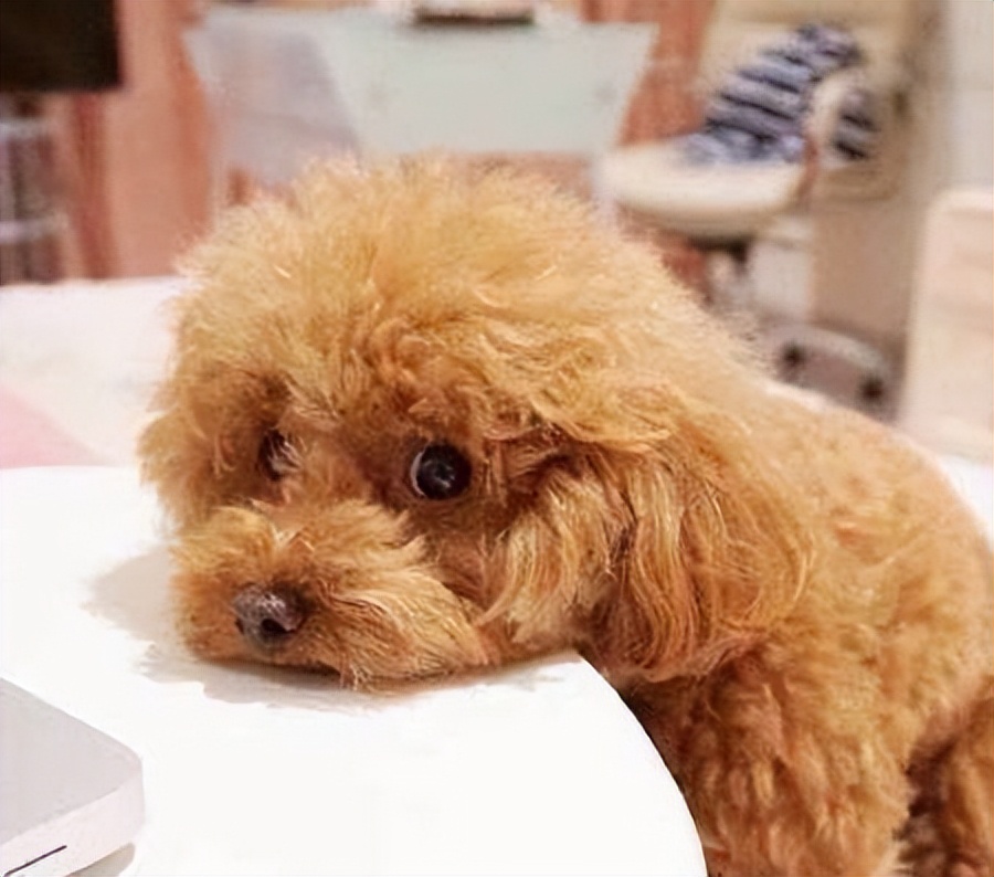 小醋精吃醋,小醋精知乎后续