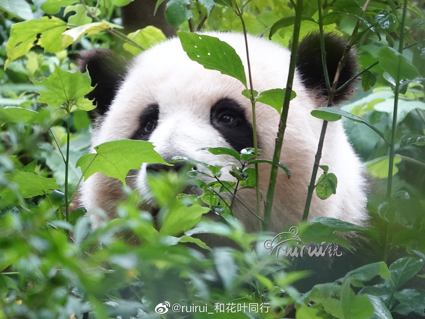 花花：接住谭爷爷给的小苹果，仿佛接住了整个世界。