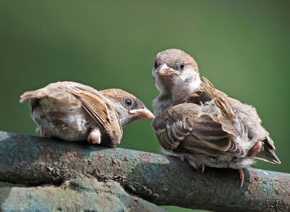 麻雀是可以养活的