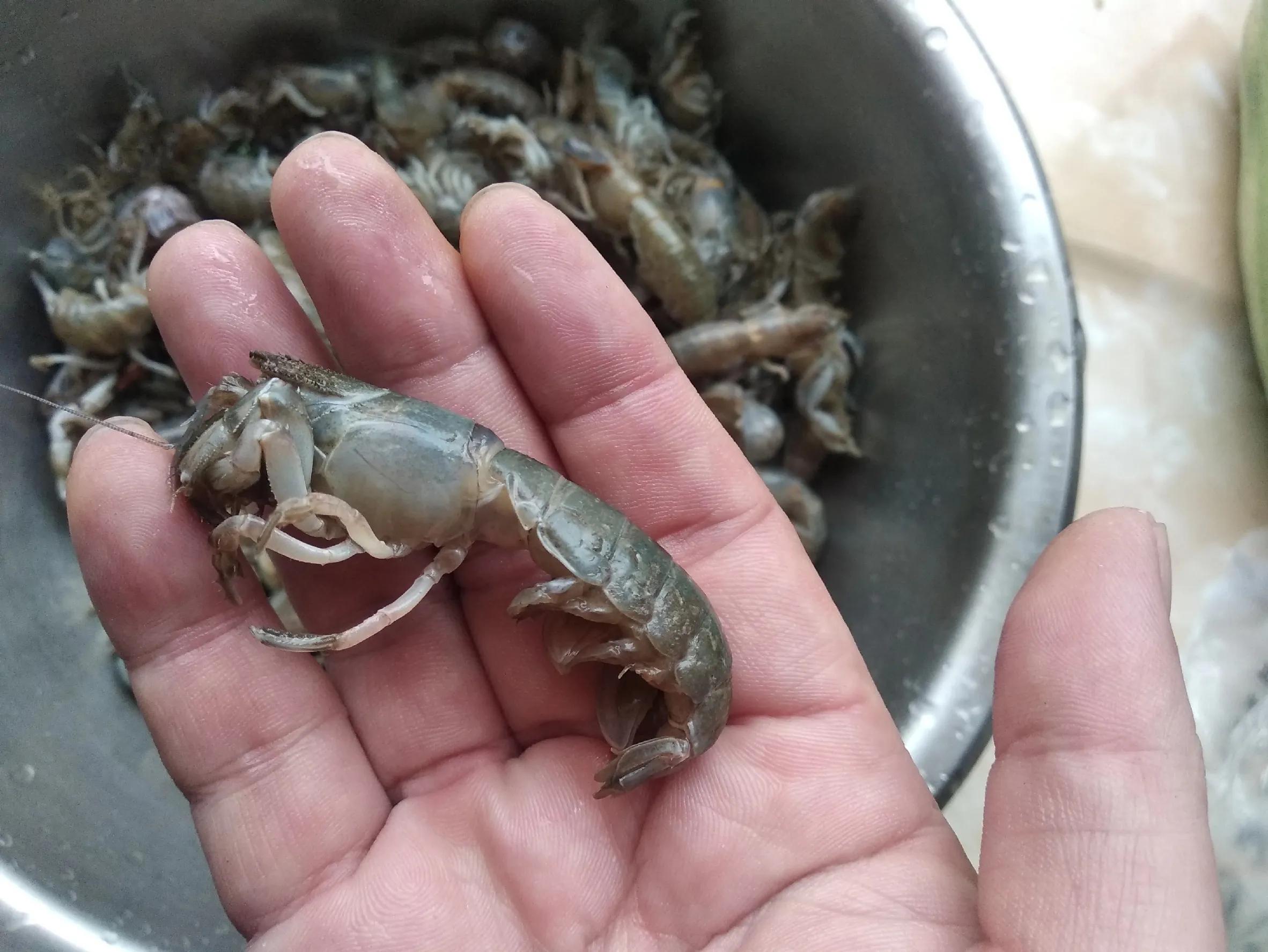 海虾哪个品种经济实惠,海虾的价格什么时候最便宜