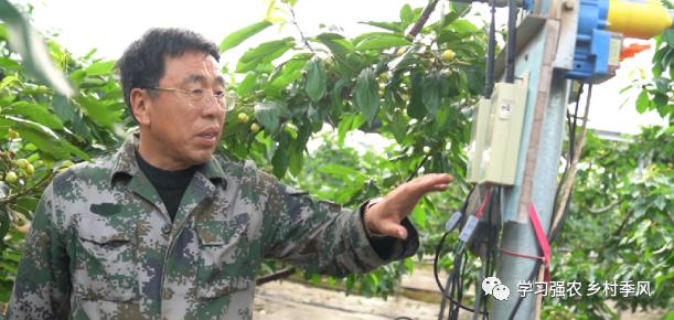 大棚樱桃还有发展趋势吗,大棚樱桃错时上市反季节