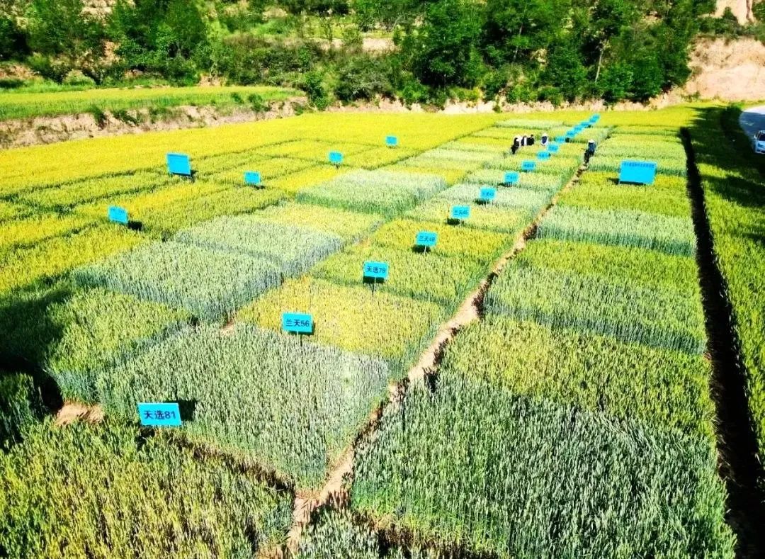 三抓三促专项行动学习,学习贯彻三抓三促行动研讨材料