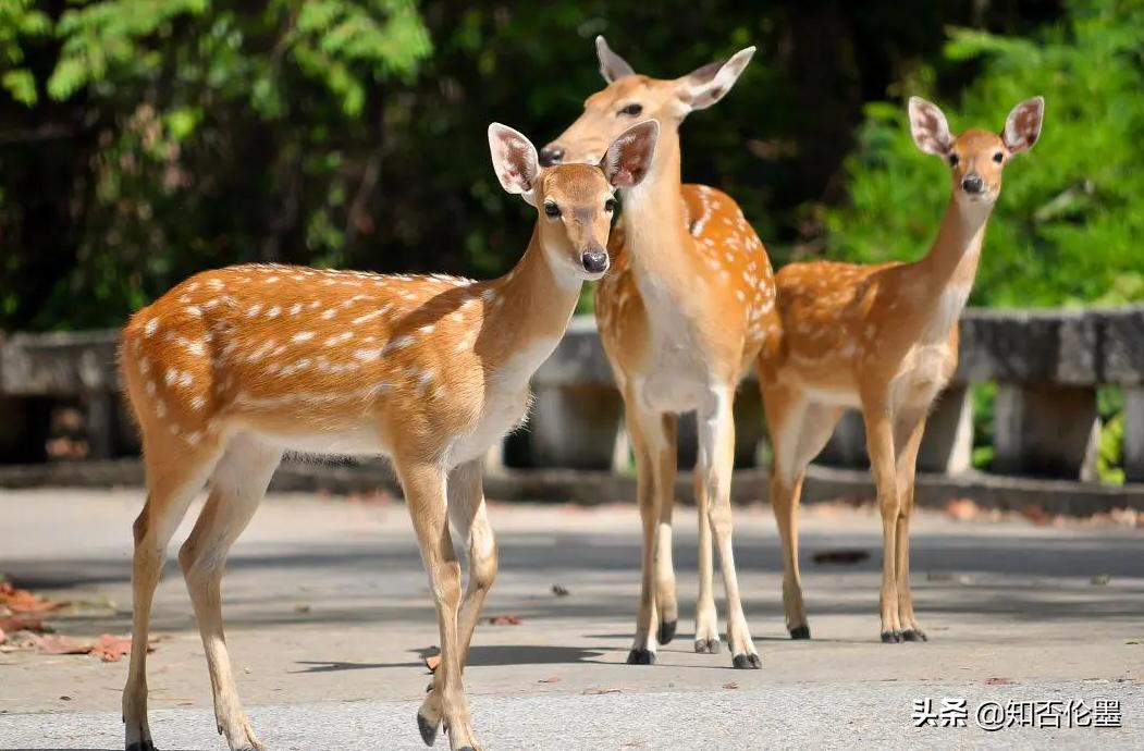 养殖20头鹿一年能赚多少钱,养殖梅花鹿一年能赚多少
