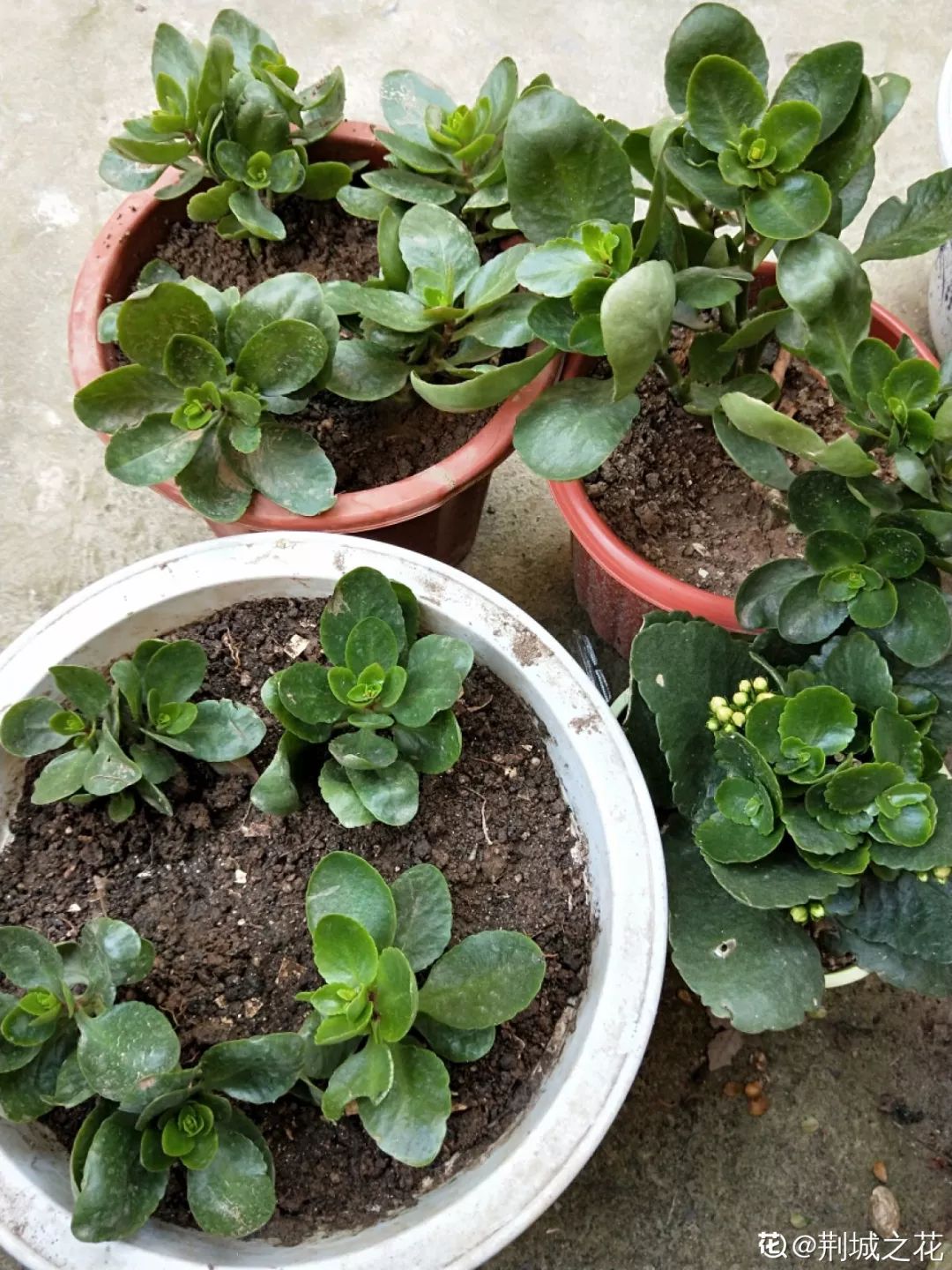 给花剃头,发财树剃光头后发了新芽长不大