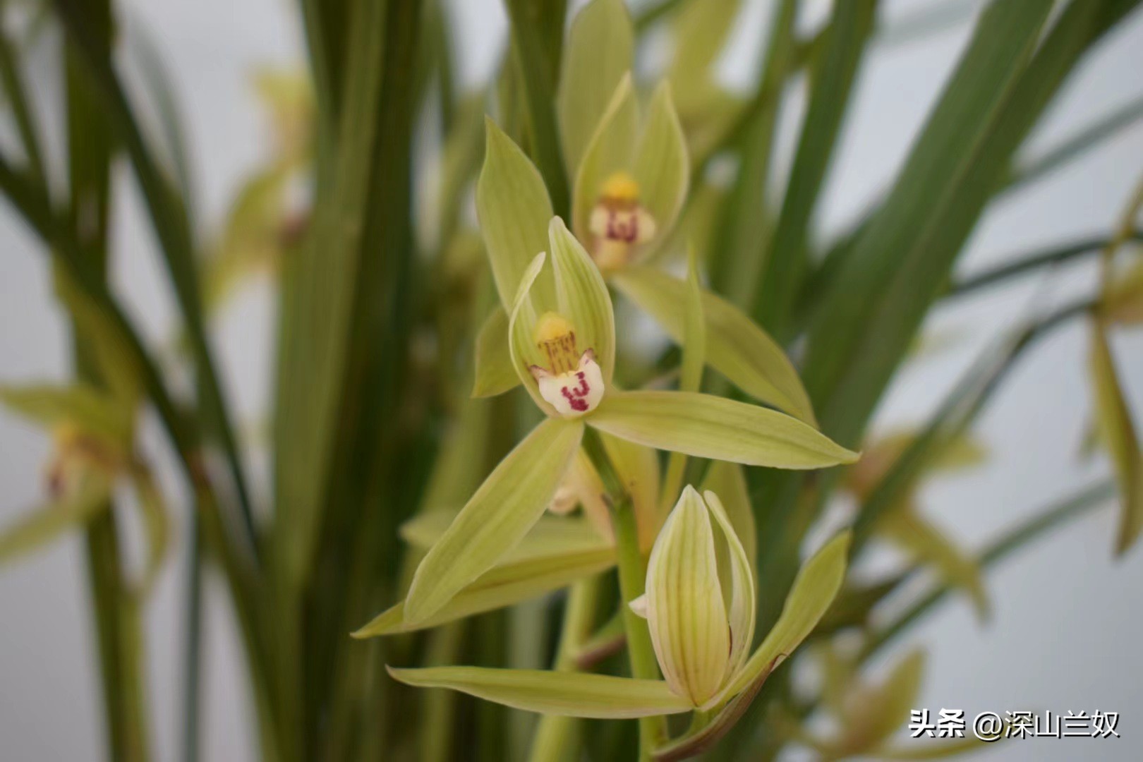 春剑兰怎么养护,春剑兰养殖技巧