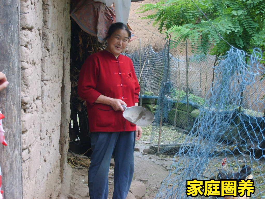 养鸭怎么养才能养好,养小鸡怎么养