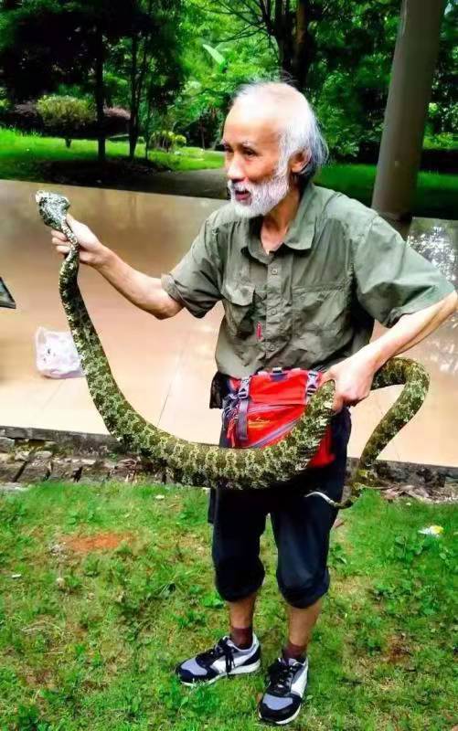 全球第一毒蛇在中国莽山烙铁头,最稀有的毒蛇莽山烙铁头