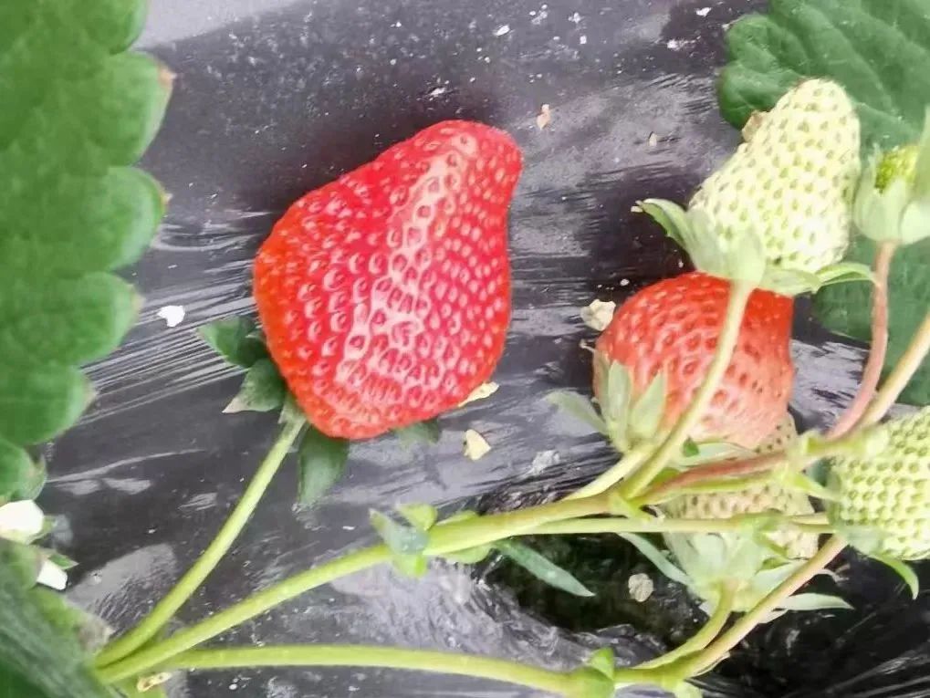 孩子们的快乐星球！周末带娃，肥西这些地方就够啦！