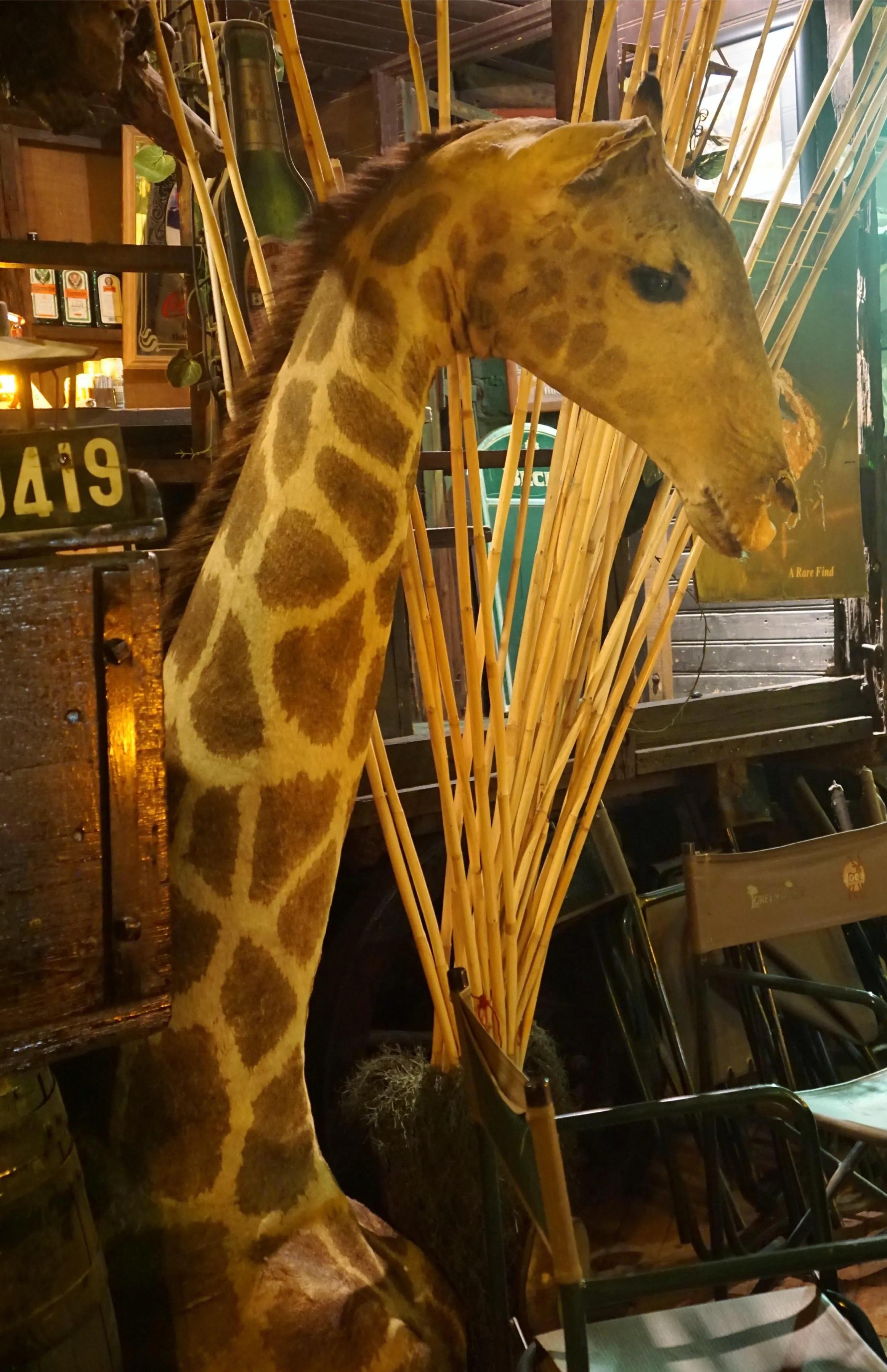 绾崇背姣斾簹绾㈣壊娌欐紶,绾崇背姣斾簹娌欐紶涔嬫梾