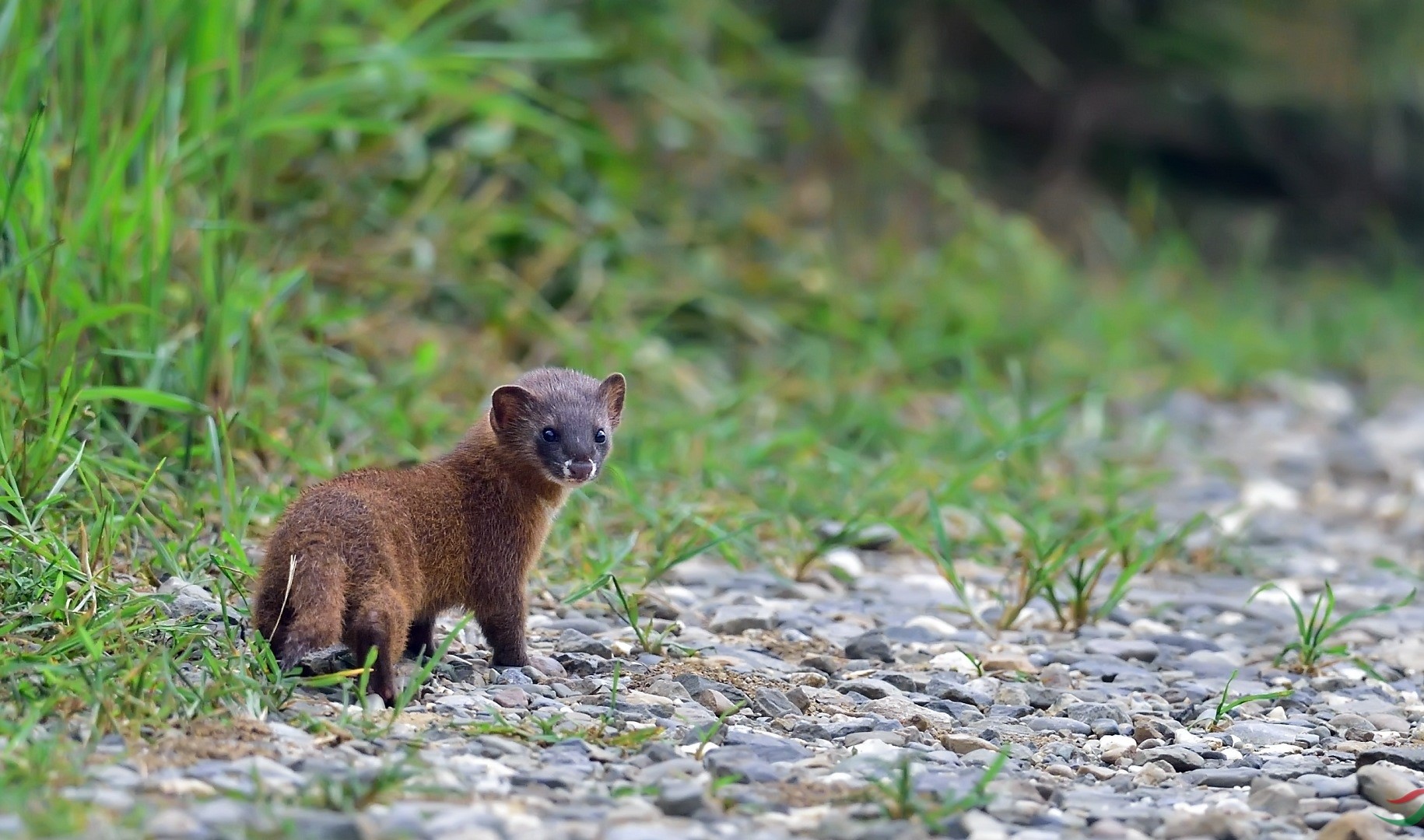 打死黄鼠狼黄鼠狼会不会来报复人,打死黄鼠狼真的有报应吗