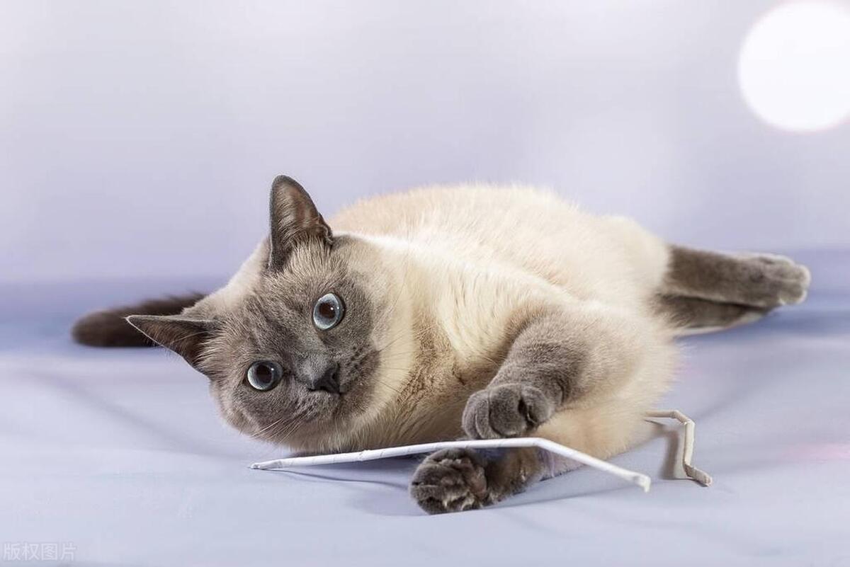 宠物猫暹罗猫排第几,暹罗猫宠物猫的视频