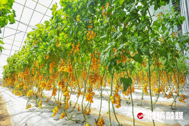 【潍观|菜博会24载“长红”，密码为你解锁】