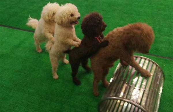 狗狗配种的4种方式,你知道几个?