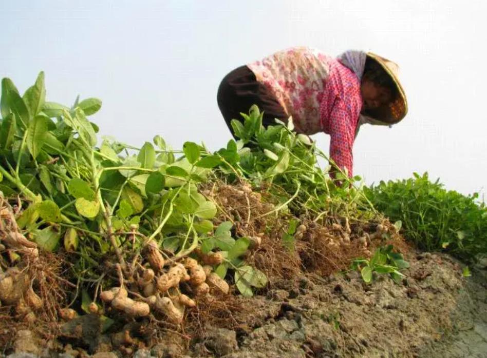 五年级上册部编版语文落花生说课,小学五年级语文上册落花生讲解