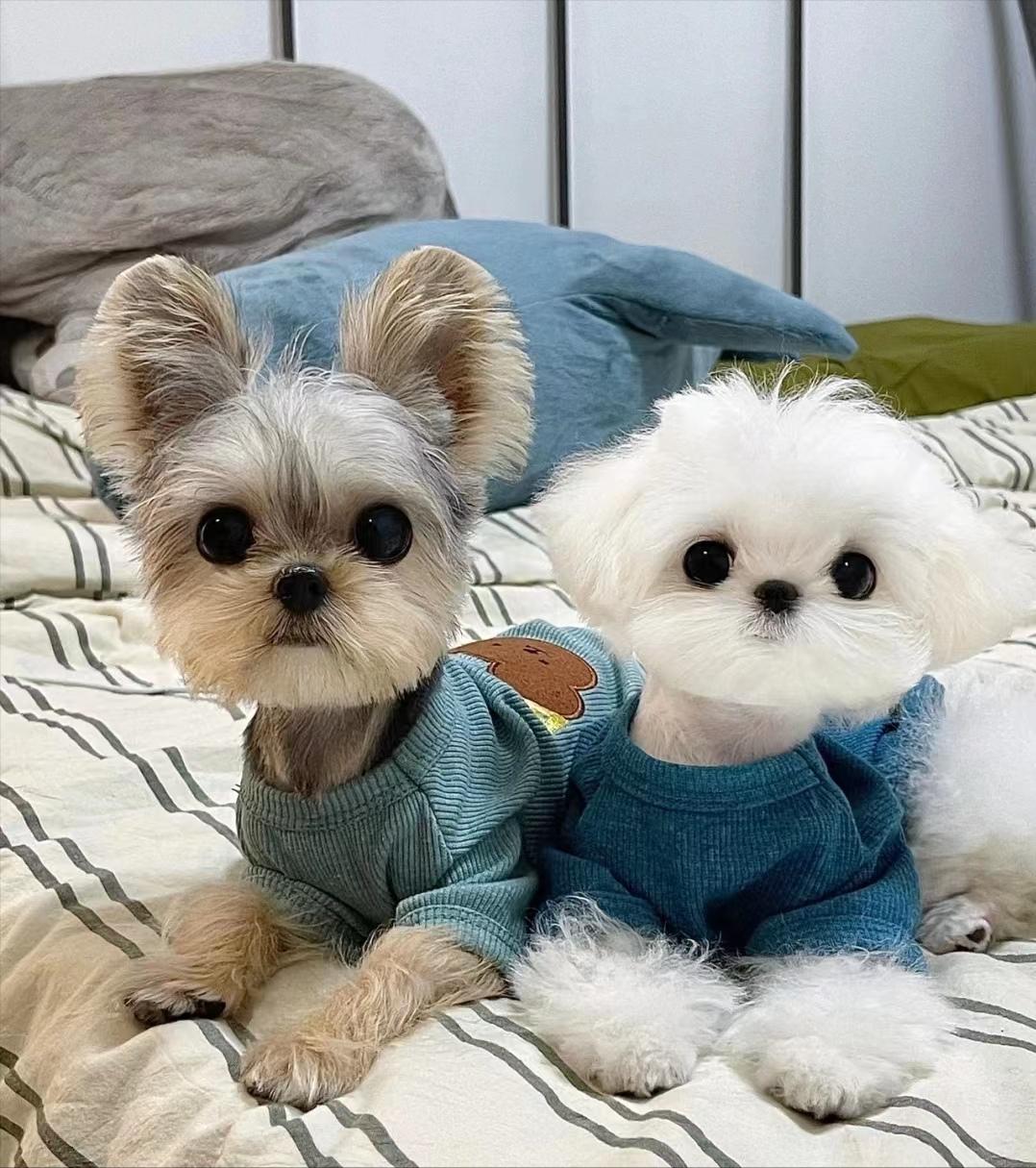 鑫马国际名宠约克夏vs马尔济斯,约克夏和马尔济斯哪个更粘人