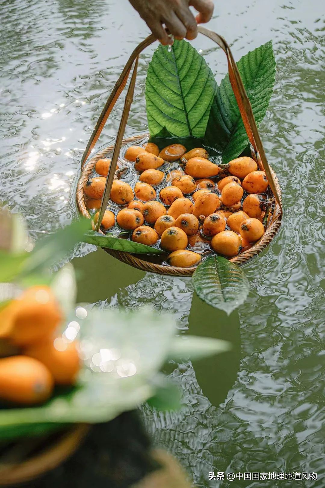 北方人认识枇杷吗,南方人有多爱嗦粉