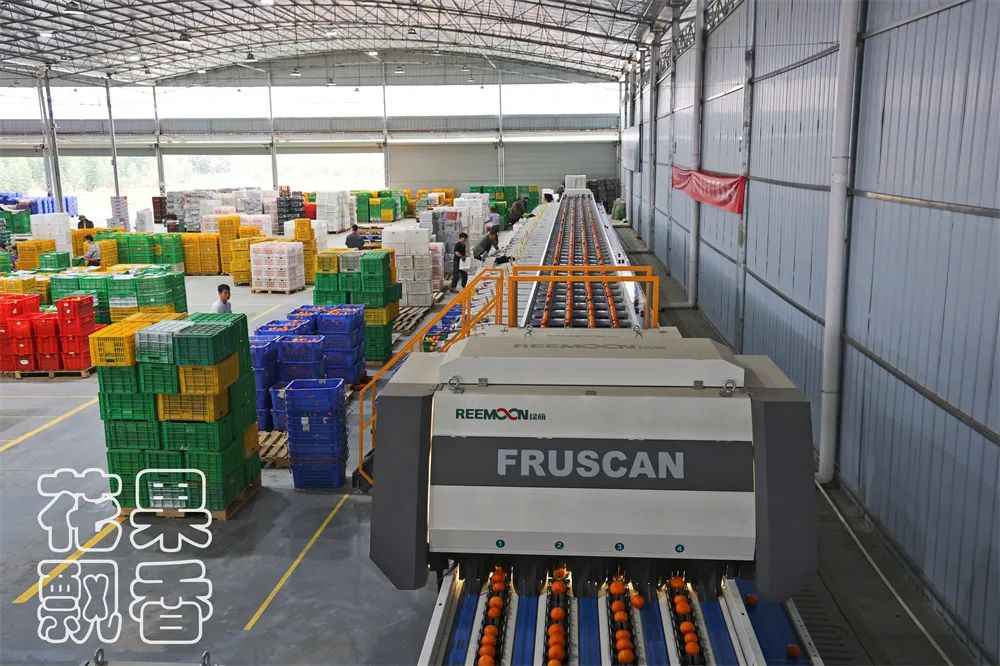 从0.6元到4元，优质优价能否引领农民种好果？