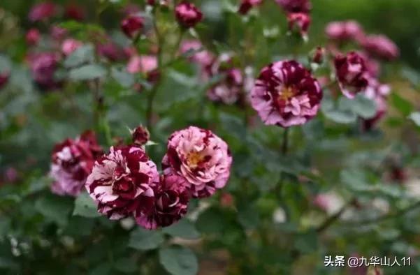 常见丰花月季品种一览,阳台盆栽丰花月季什么品种最好