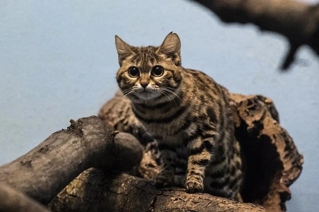 外表可爱却很凶残的动物大熊猫,大熊猫凶残的一面是什么样的