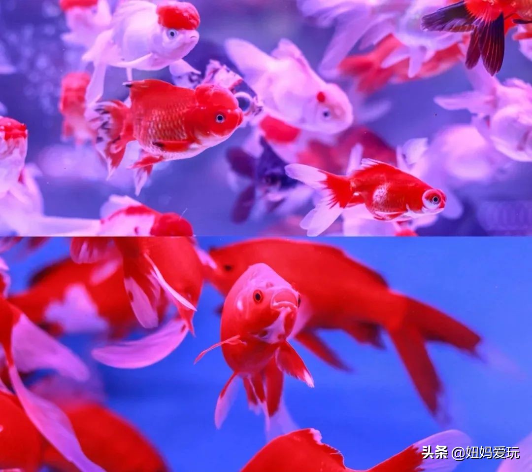 济南市市中区花鸟鱼虫市场在哪里,济南凤凰山花鸟鱼虫市场