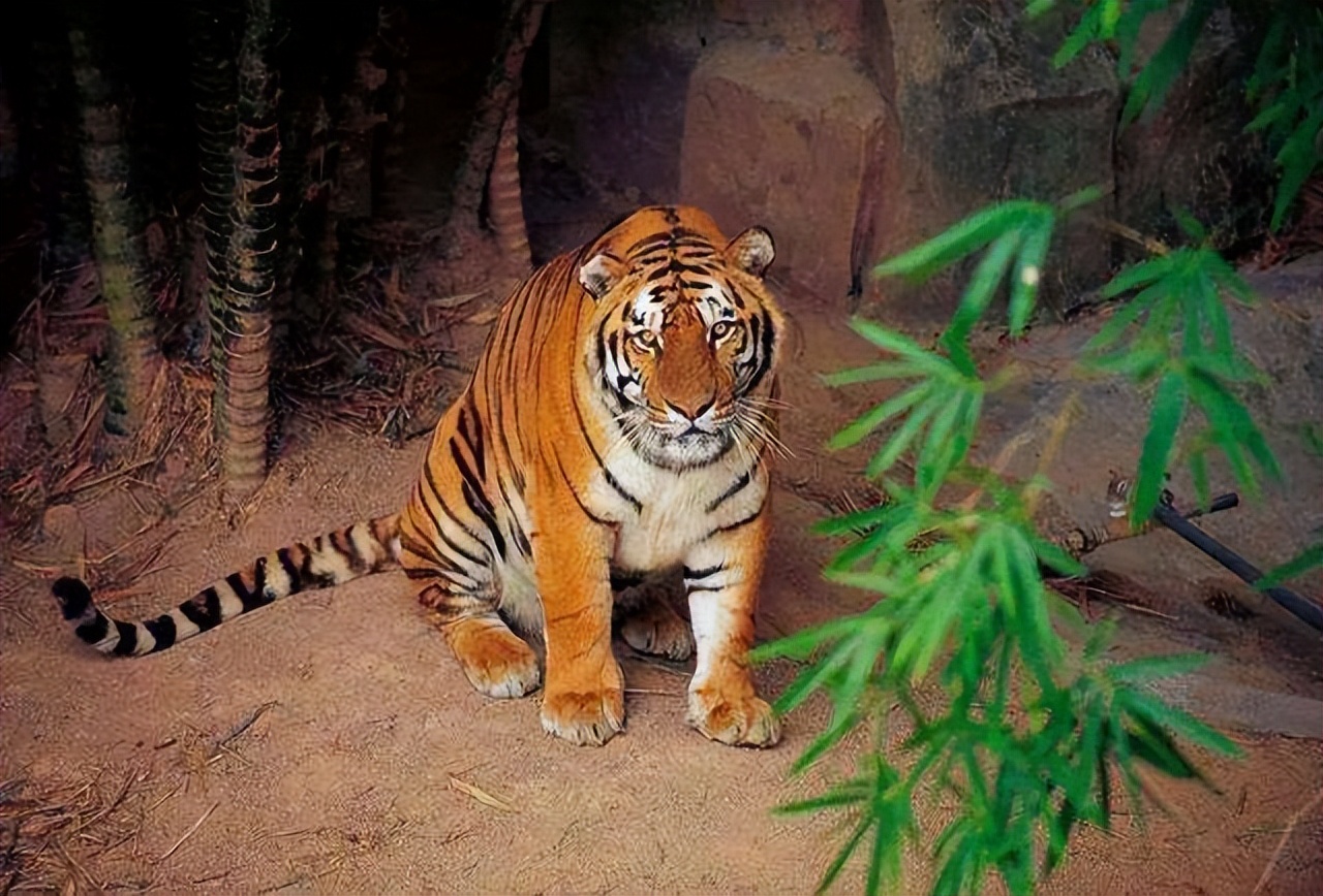 19年前，中国送到非洲放养的5只华南虎，如今还剩几只？回国了吗