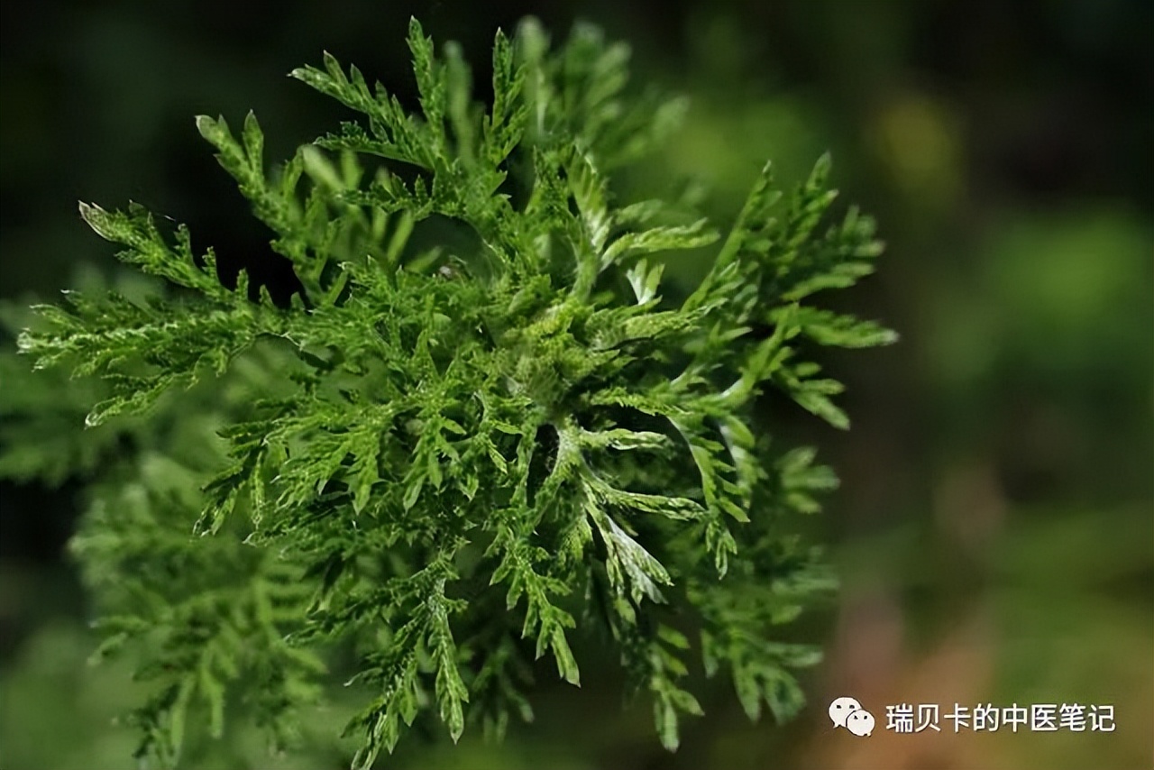 久咳不愈干咳怎么治吃什么中药,小孩久咳不愈干咳怎么治