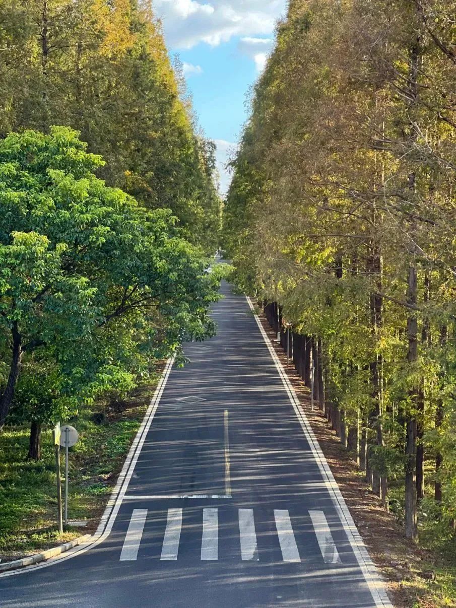 上海周末骑行好去处,上海周边适合春天骑行的地方排名