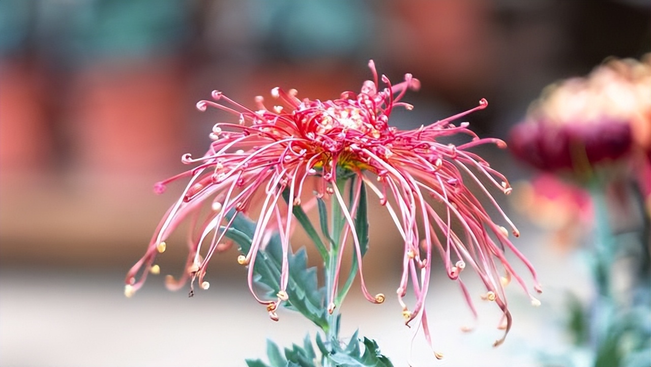 十二首咏菊诗,最有深意的咏菊诗句