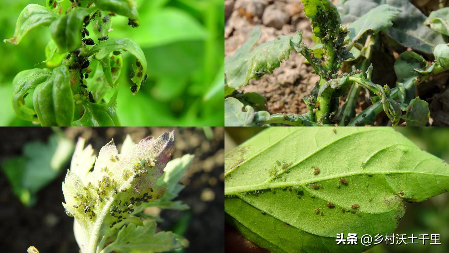 辣椒苗叶子卷起来是怎么回事,辣椒叶子卷起来了是什么原因