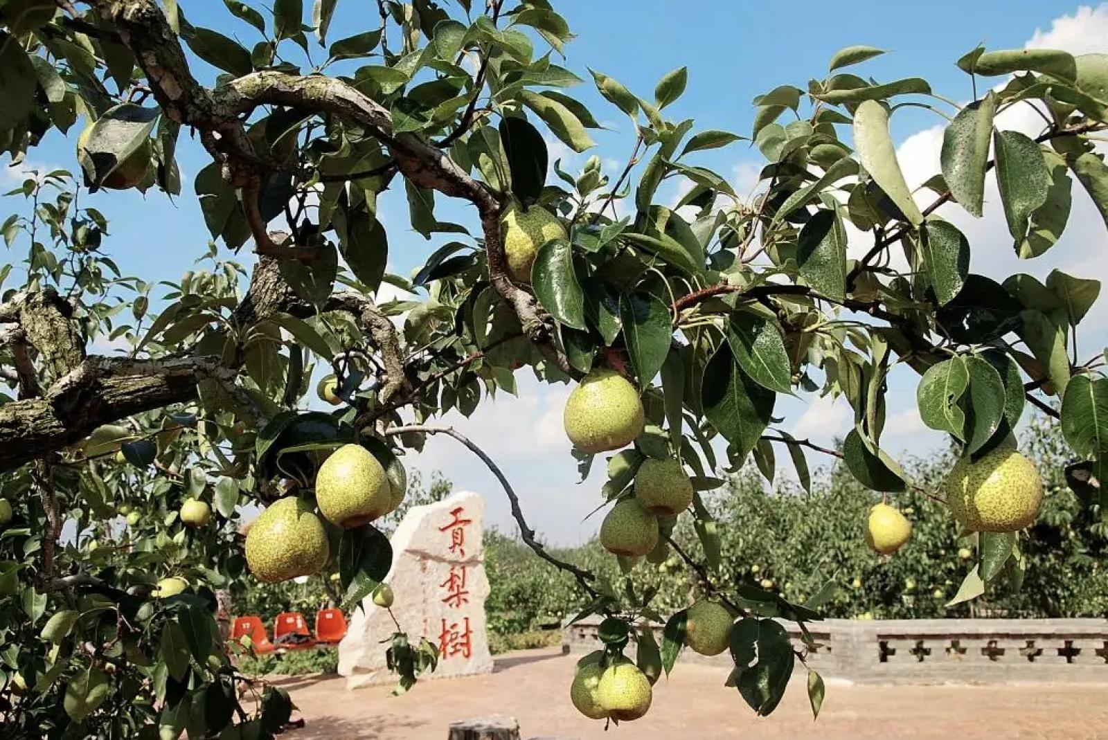 正宗莱阳梨有几棵树,好品山东莱阳梨
