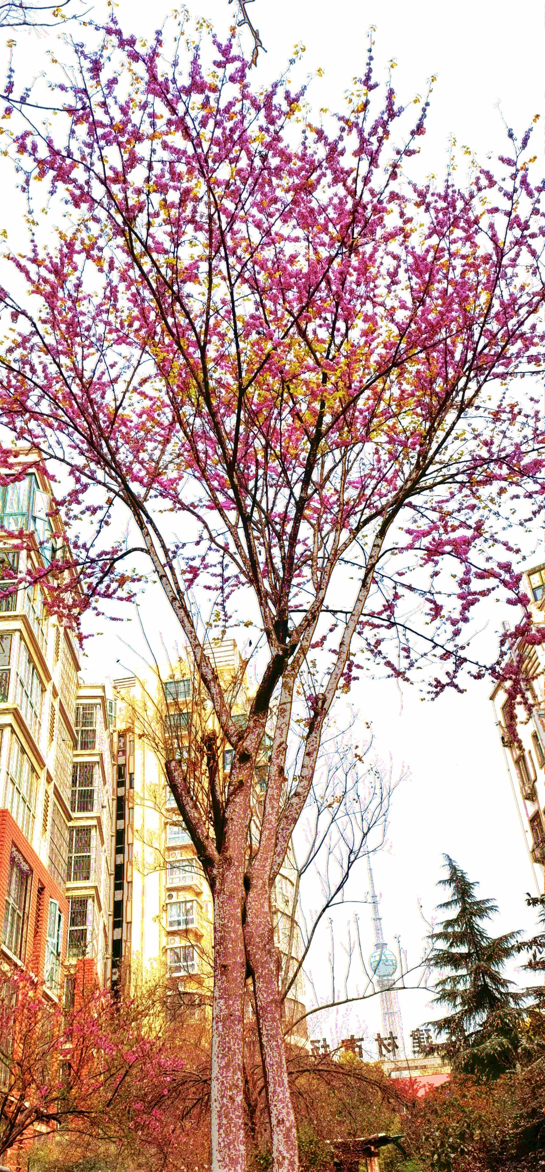 春天散文250字左右赏析,春天散文最美句子