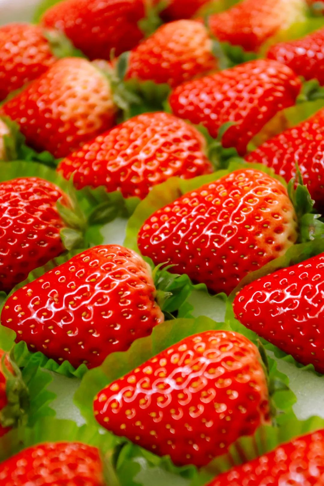 东港草莓,东港草莓新品质