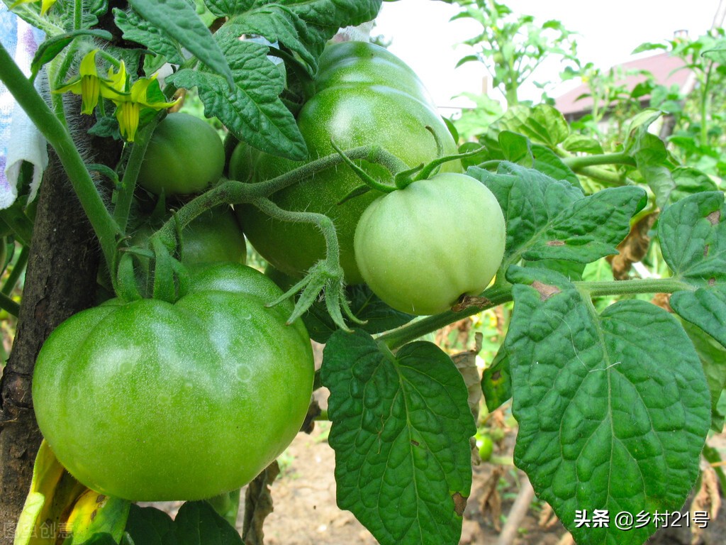 豆角秧黄叶防治土方法,种植的西红柿叶子干卷怎么补救