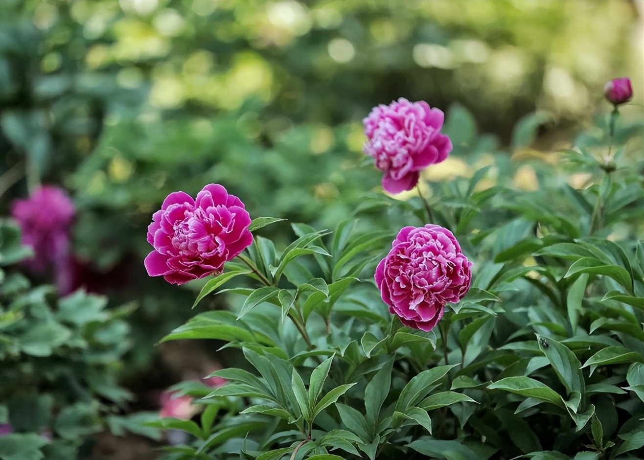 春暖花开赏古人诗词体味春日景象,关于春天花开美景的诗词