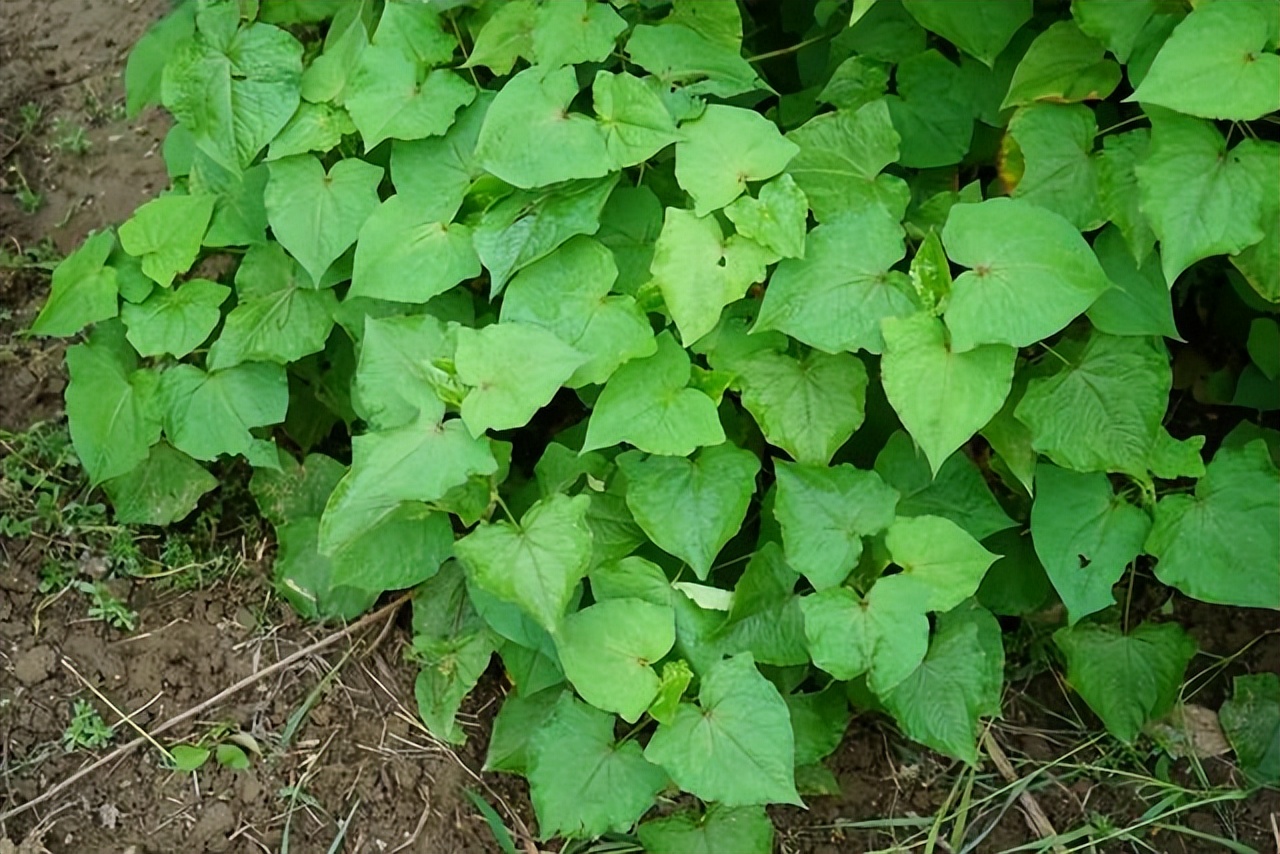 中药金荞麦的功效与主治,中药金荞麦的性味与归经