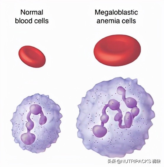 叶酸的营养价值，帮助提升免疫力