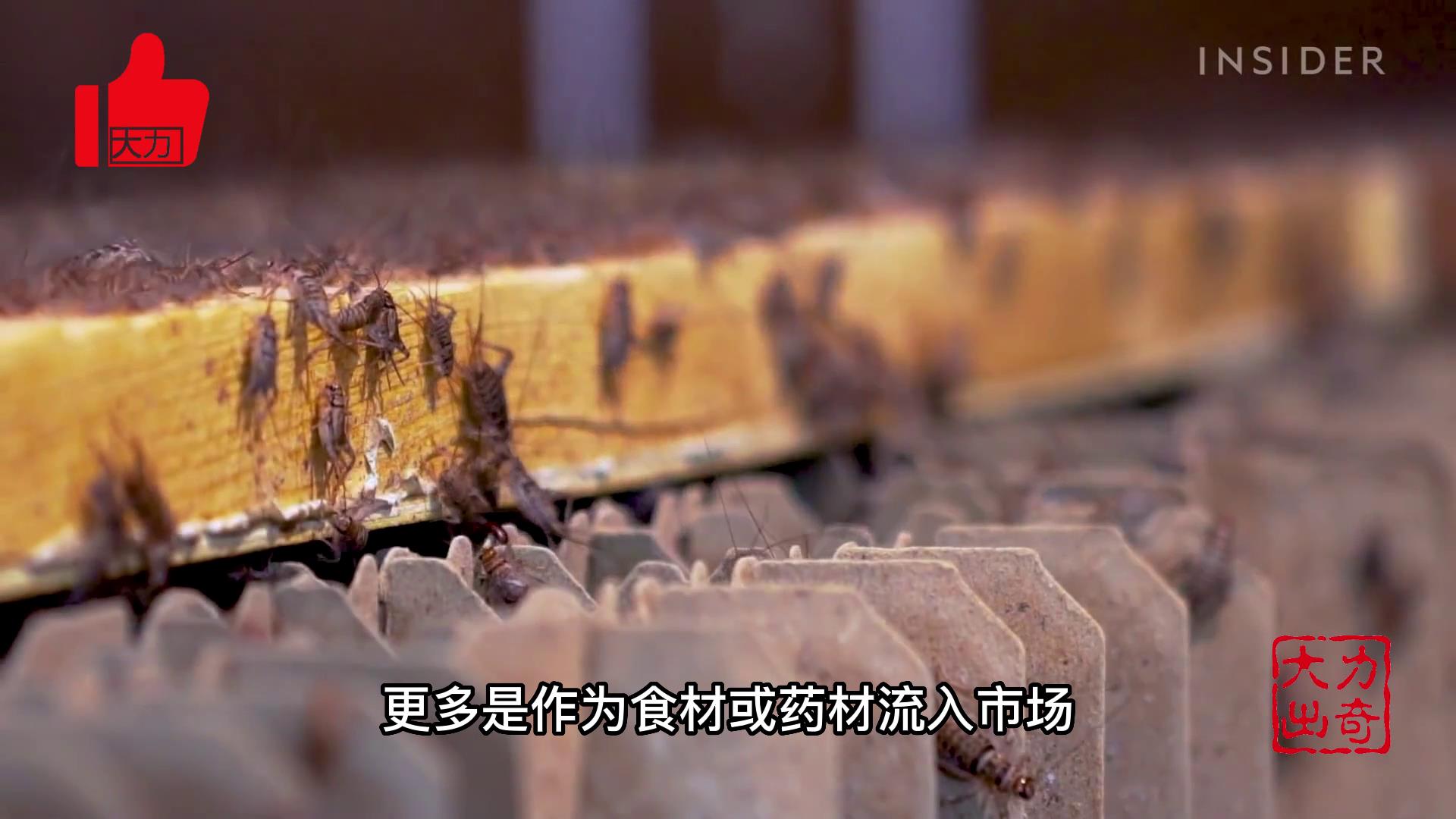 农村成本低回本快的养殖,5万元冷门养殖致富