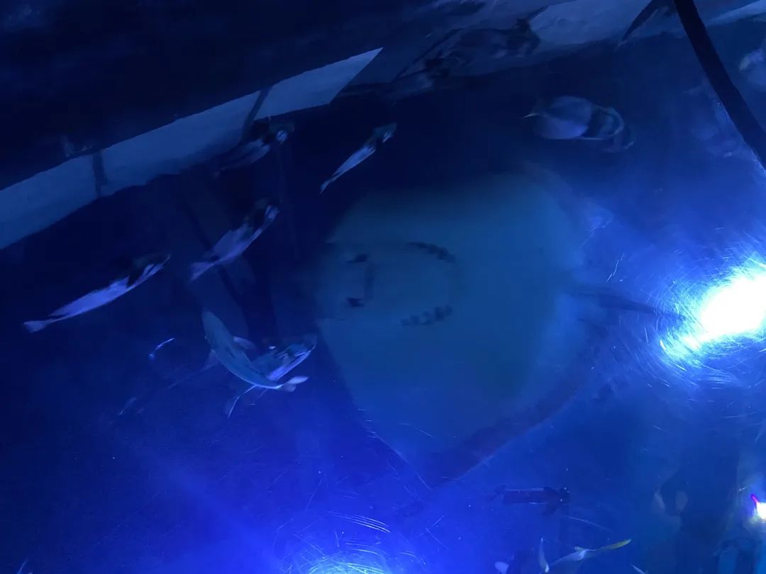 世界杯吉祥物建模,世界杯吉祥物美术创作