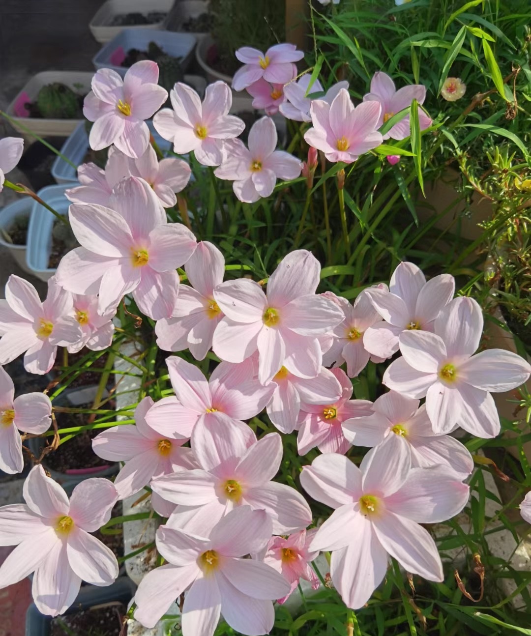 花期长好看耐寒耐高温的花好养,花期长耐热耐寒又好养的花