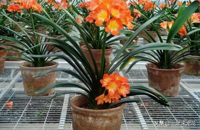 夏天养护君子兰浇什么水最正确的,夏天高温君子兰浇水正确方法
