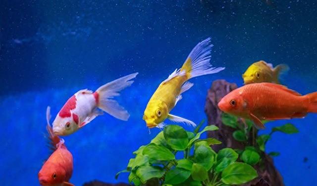 鱼缸下面四通渗水怎么办,古法养鱼缸渗水怎么解决