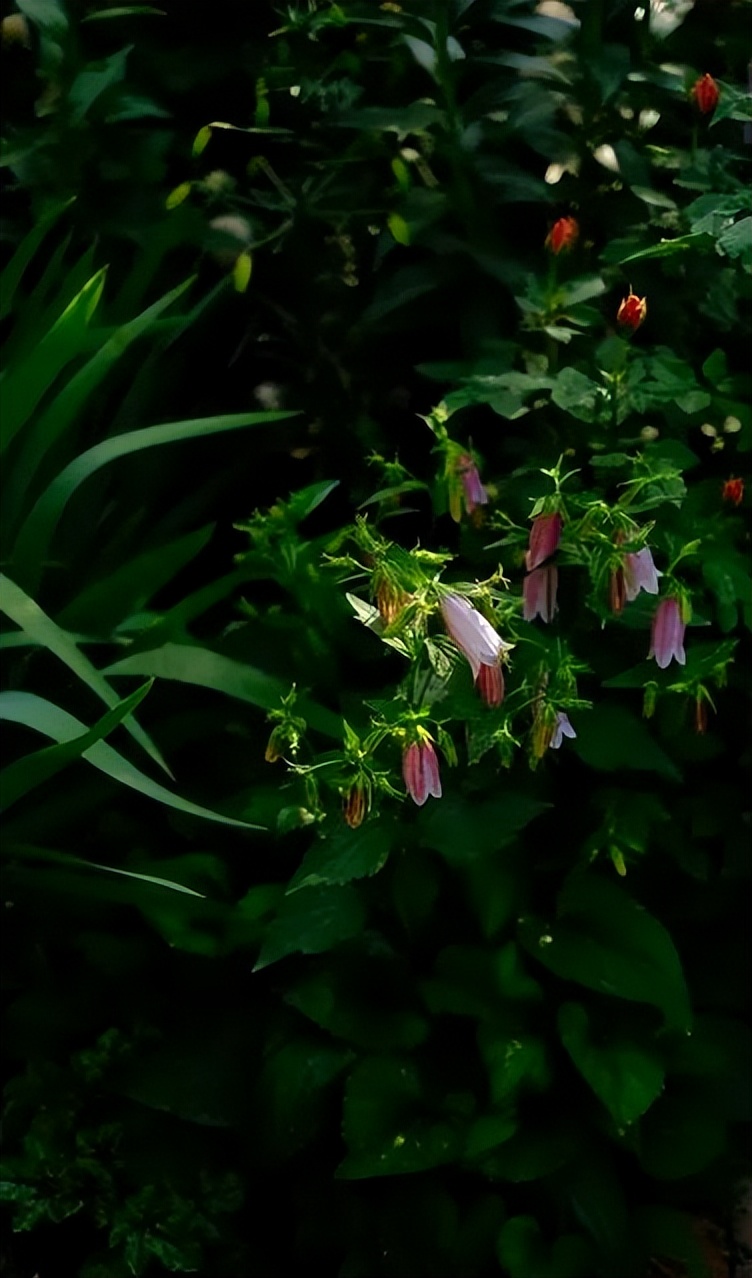 她在大连建了一座可以随便“折腾”的花园，处处体现着自然美感