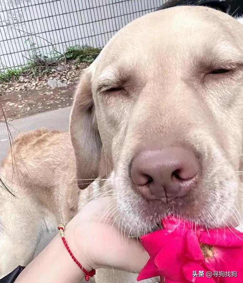 台州温岭拉布拉多犬舍排名,台州寻狗拉布拉多