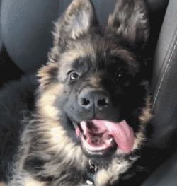 狗界中非常聪明的狗狗,狗界最忠诚和最不忠诚的狗