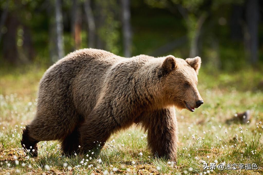 大黑熊伤人,黑熊是怎么伤人的