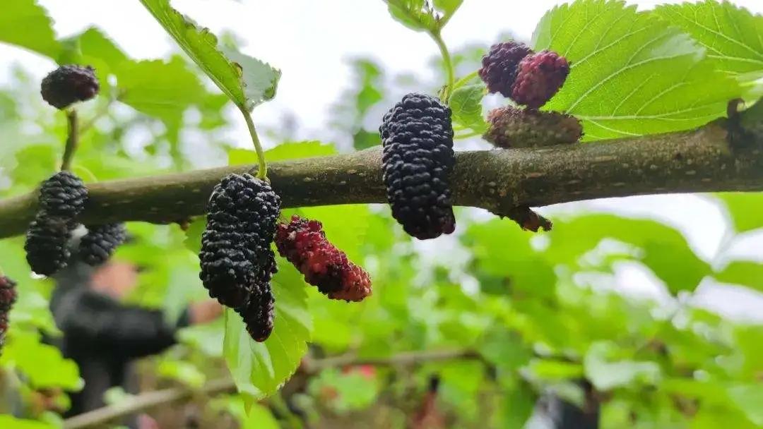 入睡困难耳鸣体虚吃什么中成药,耳鸣严重失眠求简单有效中药方