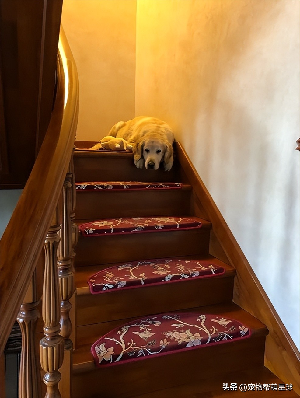 如果有一天，我的宠物不在了，怎么办？